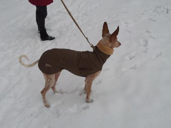 Milo im Schnee mit Mäntelchen